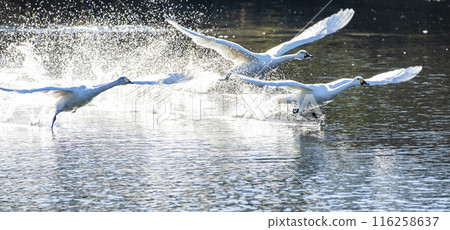 Kawajima Town Swan Habitat Swans taking off from the water Kawajima Town, Hiki District, Saitama Prefecture Kawajima Town Swan Habitat Swans taking off from the water Kawajima Town, Hiki District, Saitama Prefecture 116258637