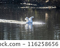 Kawajima Town Swan Habitat: Swan landing on water, Kawajima Town, Hiki District, Saitama Prefecture 116258656