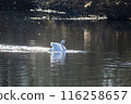 Kawajima Town Swan Habitat: Swan landing on water, Kawajima Town, Hiki District, Saitama Prefecture 116258657