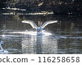 Kawajima Town Swan Habitat: Swan landing on water, Kawajima Town, Hiki District, Saitama Prefecture 116258658