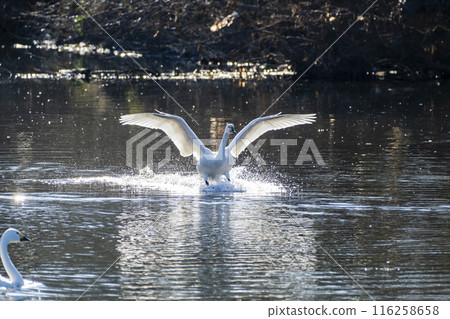 Kawajima Town Swan Habitat: Swan landing on water, Kawajima Town, Hiki District, Saitama Prefecture Kawajima Town Swan Habitat: Swan landing on water, Kawajima Town, Hiki District, Saitama Prefecture 116258658
