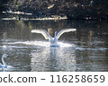 Kawajima Town Swan Habitat: Swan landing on water, Kawajima Town, Hiki District, Saitama Prefecture 116258659