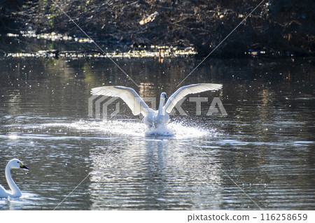 川島町天鵝飛行區 水上降落的天鵝 埼玉縣比企鵝郡川町 川島町天鵝飛行區 水上降落的天鵝 埼玉縣比企鵝郡川町 116258659