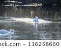 Kawajima Town Swan Habitat: Swan landing on water, Kawajima Town, Hiki District, Saitama Prefecture 116258660