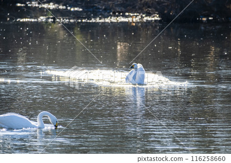 Kawajima Town Swan Habitat: Swan landing on water, Kawajima Town, Hiki District, Saitama Prefecture Kawajima Town Swan Habitat: Swan landing on water, Kawajima Town, Hiki District, Saitama Prefecture 116258660