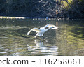 Kawajima Town Swan Habitat: Swan landing on water, Kawajima Town, Hiki District, Saitama Prefecture 116258661