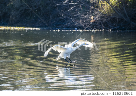 川島町天鵝飛行區 水上降落的天鵝 埼玉縣比企鵝郡川町 116258661