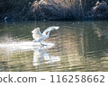 Kawajima Town Swan Habitat: Swan landing on water, Kawajima Town, Hiki District, Saitama Prefecture 116258662