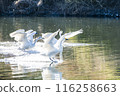 Kawajima Town Swan Habitat: Swan landing on water, Kawajima Town, Hiki District, Saitama Prefecture 116258663