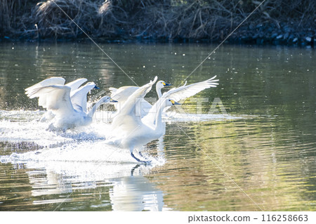 Kawajima Town Swan Habitat: Swan landing on water, Kawajima Town, Hiki District, Saitama Prefecture 116258663