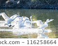 Kawajima Town Swan Habitat: Swan landing on water, Kawajima Town, Hiki District, Saitama Prefecture 116258664