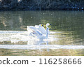 Kawajima Town Swan Habitat: Swan landing on water, Kawajima Town, Hiki District, Saitama Prefecture 116258666