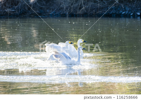 川島町天鵝飛行區 水上降落的天鵝 埼玉縣比企鵝郡川町 116258666