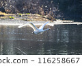 Kawajima Town Swan Habitat Swans taking off from the water Kawajima Town, Hiki District, Saitama Prefecture 116258667