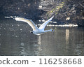 Kawajima Town Swan Habitat Swans taking off from the water Kawajima Town, Hiki District, Saitama Prefecture 116258668