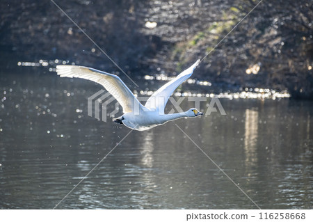 Kawajima Town Swan Habitat Swans taking off from the water Kawajima Town, Hiki District, Saitama Prefecture 116258668