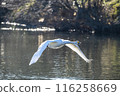 Kawajima Town Swan Habitat Swans taking off from the water Kawajima Town, Hiki District, Saitama Prefecture 116258669