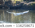 Kawajima Town Swan Habitat Swans taking off from the water Kawajima Town, Hiki District, Saitama Prefecture 116258671