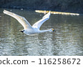 Kawajima Town Swan Habitat Swans taking off from the water Kawajima Town, Hiki District, Saitama Prefecture 116258672