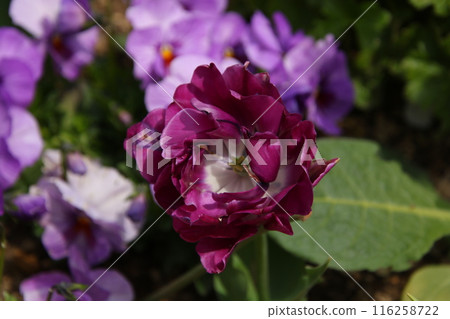 紫花 紫花 116258722