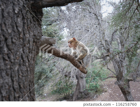 Atlas Monkey in Cedar Forest, Middle Atlas Mountains, Morocco. Atlas Monkey in Cedar Forest, Middle Atlas Mountains, Morocco. 116258760