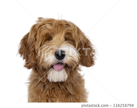 Happy dog on white background 116258799