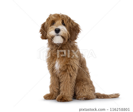 Happy dog on white background Happy dog on white background 116258801