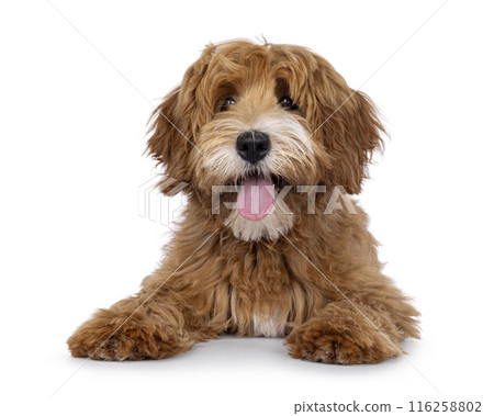 Happy dog on white background Happy dog on white background 116258802