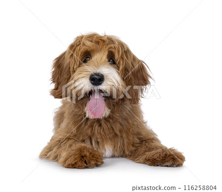 Happy dog on white background 116258804