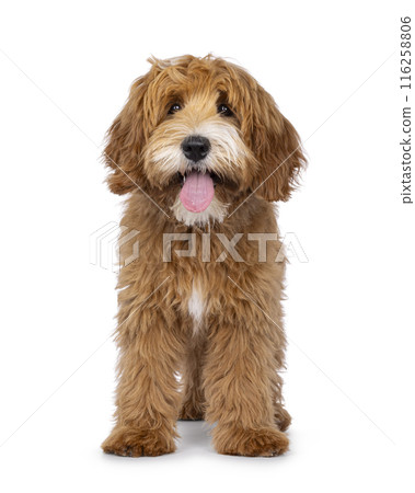 Happy dog on white background 116258806