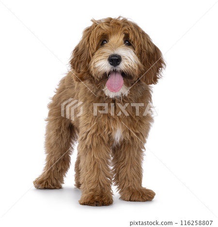 Happy dog on white background 116258807