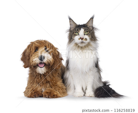 Happy cat and dog on white background Happy cat and dog on white background 116258819