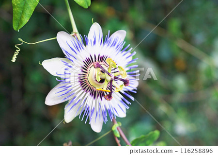 Passiflora flowers bloom from spring to summer (Summer, July) 116258896