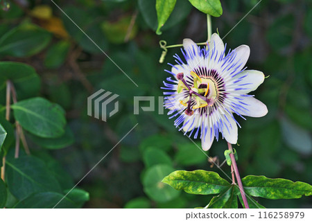 從春季到夏季（夏季、七月）盛開的西番蓮花 116258979