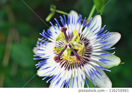 Passiflora flowers bloom from spring to summer (Summer, July) 116258981