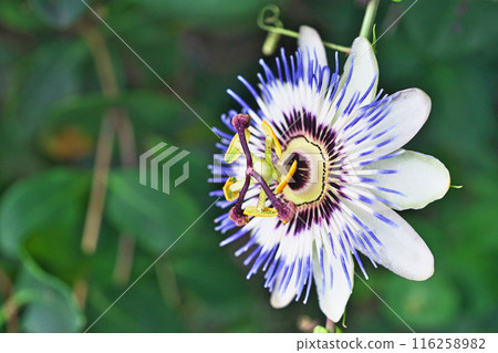 Passiflora flowers bloom from spring to summer (Summer, July) Passiflora flowers bloom from spring to summer (Summer, July) 116258982