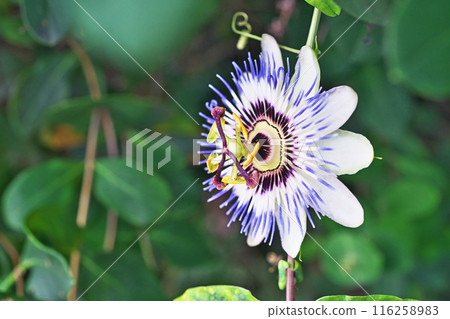 從春季到夏季（夏季、七月）盛開的西番蓮花 116258983