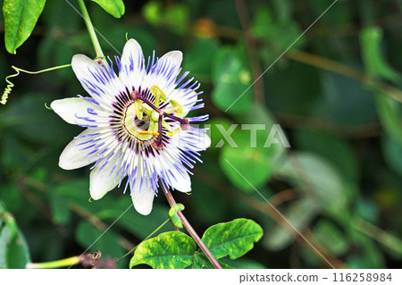 Passiflora flowers bloom from spring to summer (Summer, July) 116258984