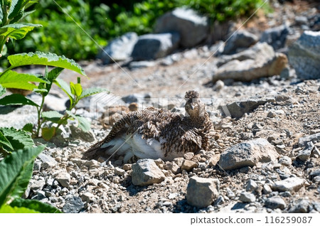 The sacred bird that lives on Mt. Tateyama: the rock ptarmigan The sacred bird that lives on Mt. Tateyama: the rock ptarmigan 116259087