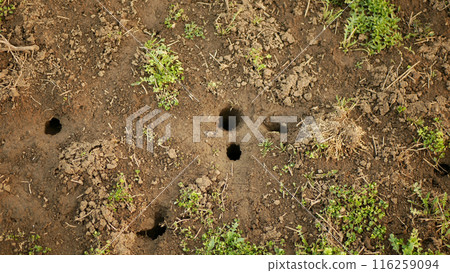 Field vole common burrow soil closeup Microtus arvalis disaster burrowing earth extremely handheld attacked ground alfalfa Medicago sativa lucerne plant violet infested by short-tailed pest Europe 116259094