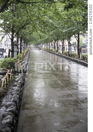 鎌倉 246 鶴岡八幡宮 1 雨季 116259102
