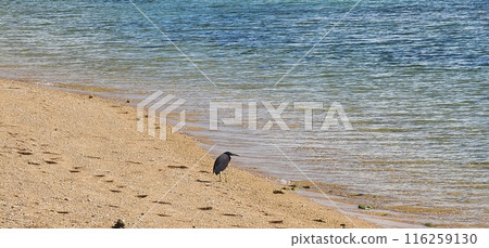Ishigaki Island in midsummer 116259130