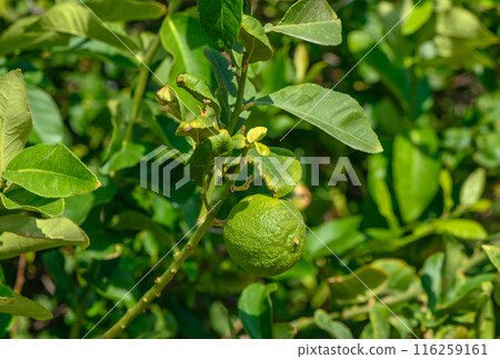 oranges ripen on the branches 10 116259161