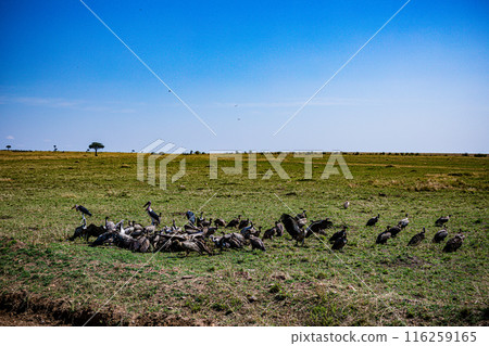 Kenyan Bird Vultures Wildlife Animals Wild Maasai Mara National Reserve Park Narok County Great Rift Valley Kenya East Africa Landscapes Travel Safaris bush Wild Savannah grasslands wilderness hilly m 116259165