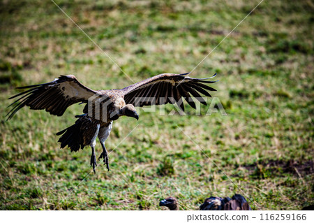 Kenyan Bird Vultures Wildlife Animals Wild Maasai Mara National Reserve Park Narok County Great Rift Valley Kenya East Africa Landscapes Travel Safaris bush Wild Savannah grasslands wilderness hilly m 116259166