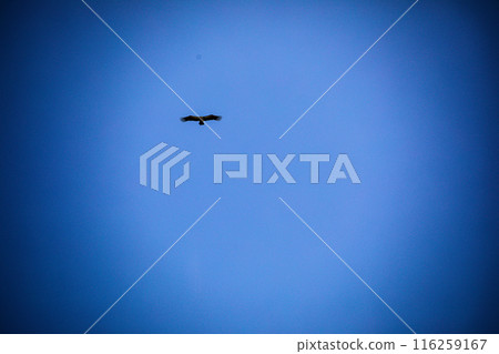 Kenyan Bird Vultures Wildlife Animals Wild Maasai Mara National Reserve Park Narok County Great Rift Valley Kenya East Africa Landscapes Travel Safaris bush Wild Savannah grasslands wilderness hilly m 116259167