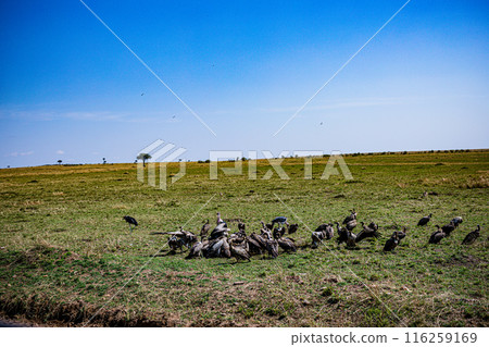 Kenyan Bird Vultures Wildlife Animals Wild Maasai Mara National Reserve Park Narok County Great Rift Valley Kenya East Africa Landscapes Travel Safaris bush Wild Savannah grasslands wilderness hilly m 116259169