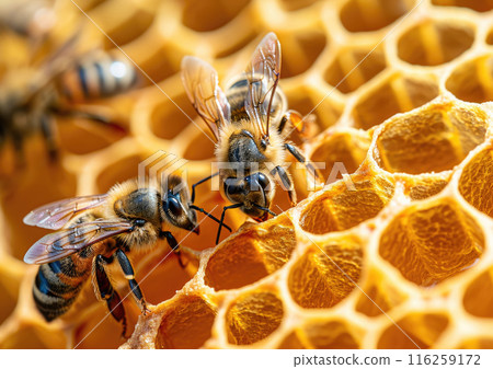 Close up of bees working on honeycomb, natural macro background 116259172