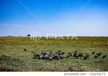 Kenyan Bird Vultures Wildlife Animals Wild Maasai Mara National Reserve Park Narok County Great Rift Valley Kenya East Africa Landscapes Travel Safaris bush Wild Savannah grasslands wilderness hilly m 116259173