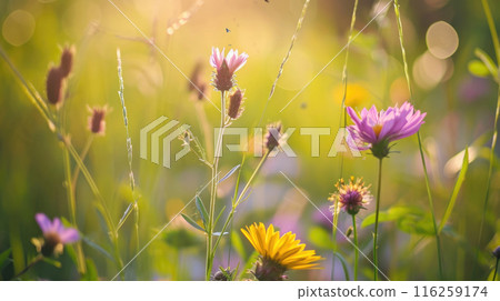 Close up of wildflowers sunlight bokeh effect vibrant meadow natural background 116259174